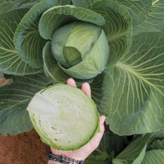 Reaction Cabbage Thumbnail